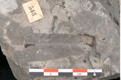 Foto (Detailansicht) von Asterocarpus meriani Br. (NHMW-GEO-2024-0188-10498)